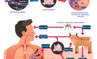 Еще пять человек заразились сибирской язвой в Воронежской области, сообщили…